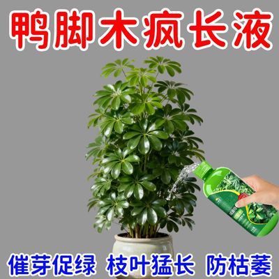 疯长】鸭脚木专用肥浓缩营养液室内绿植养花肥家用盆栽防黄叶氮肥