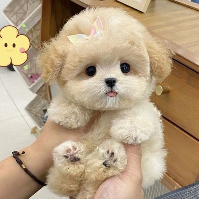 香槟泰迪泰迪熊马尔泰幼犬棕色小型可爱香槟色活物贵宾犬家养茶杯