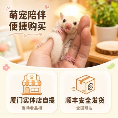 蜜袋幼崽活口袋网红小宠物飞鼠马赛克白脸便宜普色粘人幼体幼崽【11月9日发完】