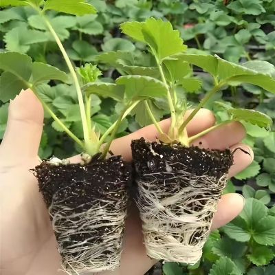 特价四季大果奶油草莓苗盆栽可食用穴盘苗南北方阳台四季种植室内【10月17日发完】