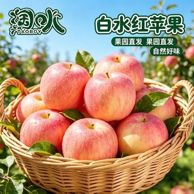 陕西白水苹果果肉细密清甜多汁新鲜当季水果整箱包邮
