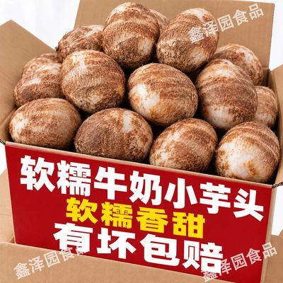 【坏果包赔】山东牛奶山东芋头净重5斤/3斤精品蔬菜批发当季香芋
