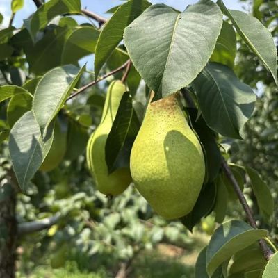 东北应季特产茄梨正宗茄梨当季新鲜采摘自然成熟软糯香甜