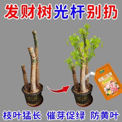 发财树营养液急救叶子黄斑黄叶腐皮烂根发财树肥料催芽剂复活肥