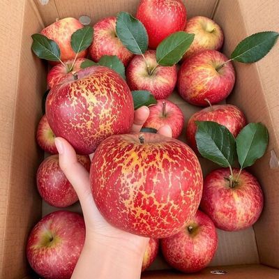 头茬新果】正常丑苹果红富士应季冰糖心新鲜苹果水果当季整箱批发