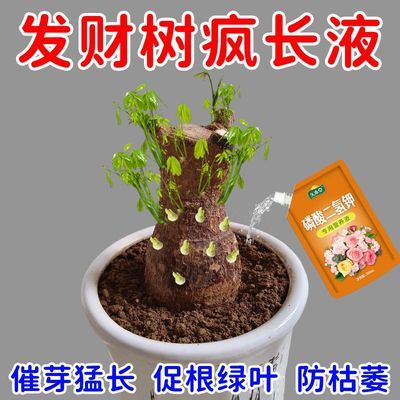 发财树营养液催芽剂急救黄叶促生根复活绿植通用免稀释发财树肥料