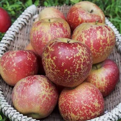 高海拔】头茬丑苹果脆甜冰糖心脆甜新鲜苹果当季应季水果整箱批发