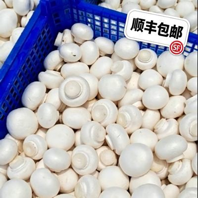 现摘净重1000g现发新鲜口蘑菇白蘑菇双孢菇食用菌菇顺丰送货上门优惠商品图片