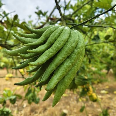 精品佛手柑新鲜现摘鲜果供奉水培车载闻香观赏清供巨大号佛手柑果