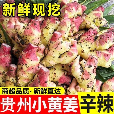 贵州高原嫩姜小黄姜新鲜姜生姜新鲜嫩姜现挖批发农家自种姜芽