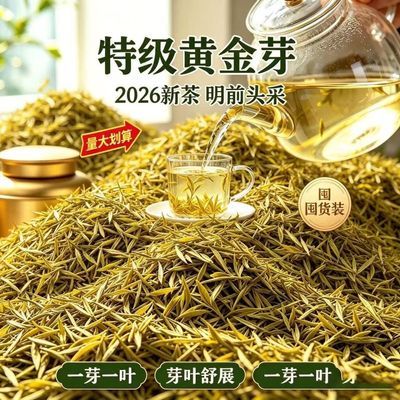 特级黄金2026明前新茶一芽一叶鲜香甘爽汤色清亮黄金芽