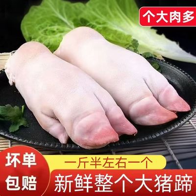 大号猪蹄散养现杀新鲜生鲜农家整只带筋蹄子猪手猪脚前蹄商用批发