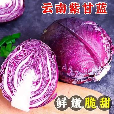 云南高原新鲜露天甘蓝包菜脆嫩紫甘蓝新鲜卷心菜紫色现摘沙拉蔬菜