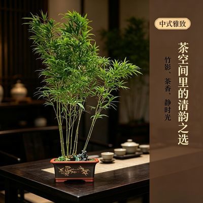 算盘东坡竹筇竹名贵耐寒竹子盆栽室内招财客厅绿植庭院阳台盆景