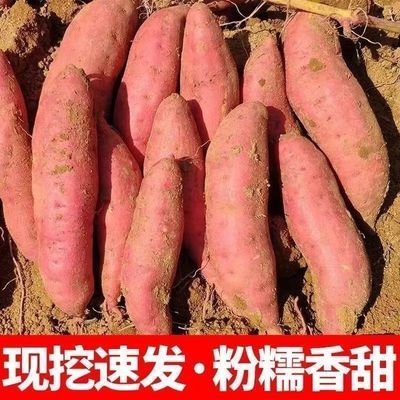 龙九沙地红薯挖现新鲜发黄心地瓜直发香甜软糯好吃美味当季