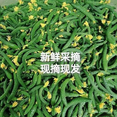 山东黄瓜新鲜小黄瓜酱瓜拇指脆嫩腌制专用咸菜青瓜现摘整箱混装