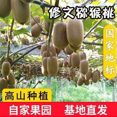 【修文猕猴桃】正宗贵州修文特产猕猴桃贵长大果绿心水果新鲜当季