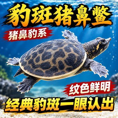 【经典豹斑】纯正猪鼻子鳖罕见豹纹甲鱼100%纯正新品系异宠鳖