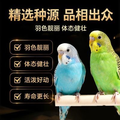 虎皮鹦鹉幼雏幼仔宠物鸟活体小型鸟类可繁殖下蛋可教说话公母一对