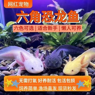 六角恐龙蝾螈活物冷水淡水观赏鱼金鱼锦鲤龙鱼无需打氧懒人鱼包邮