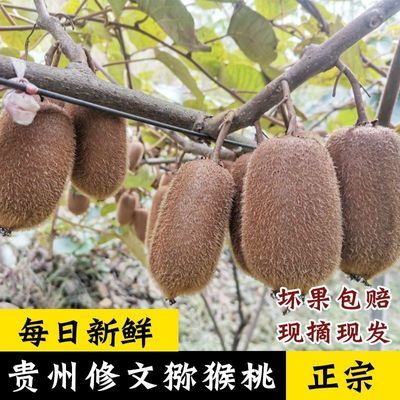 【现摘现发】正宗贵州修文特产猕猴桃贵长大果绿心水果新鲜当季