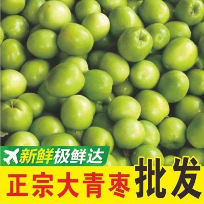 福建鲜爽青枣牛奶枣大酥贵妃新鲜冬枣脆甜应季蜜枣水果清仓批发