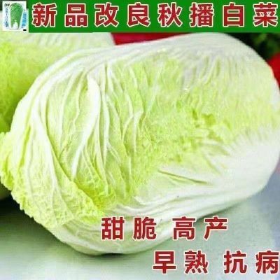 18斤越冬大白菜山东大白菜冬储大白菜抗病高产多叶白菜新鲜蔬菜
