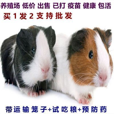 荷兰猪活宠物豚鼠荷兰鼠活物短逆短顺繁殖组荷兰猪活宠物荷兰鼠