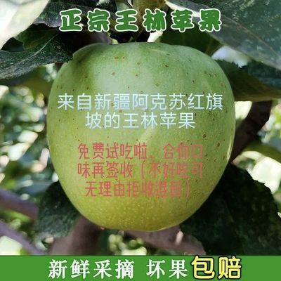 新疆正宗王林苹果现摘现发,新疆阿克苏发货才是好苹果 青苹果当季