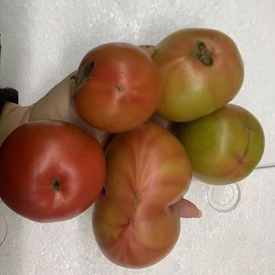 铁皮柿子西红柿残果疤楞果拉链果番茄草莓柿子绿腚新鲜孕妇生吃