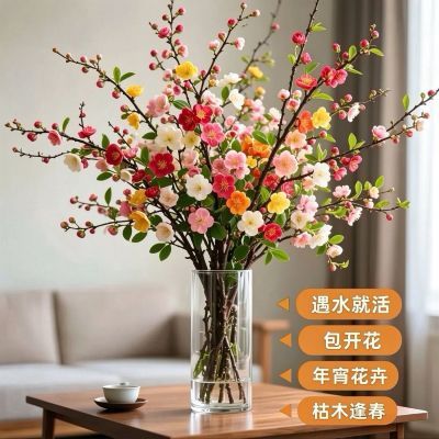 【遇水开花】鲜枝浓香型水培梅花枝带花苞室内耐寒年宵花卉绿植物