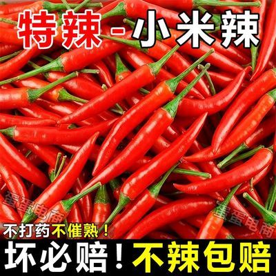 【超辣】正宗小米辣椒巨辣朝天椒指天椒全红小米辣餐饮整箱批发价