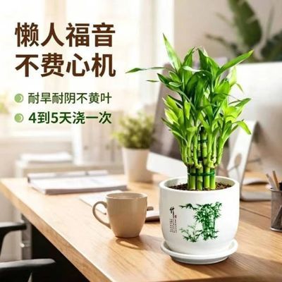 富贵竹盆栽植物室内净化空气绿植荷花竹办公室桌面四季好养小盆栽