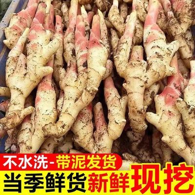 云南嫩姜仔姜新鲜子姜鲜姜醋泡姜红芽姜当季蔬菜农家自种现挖批发