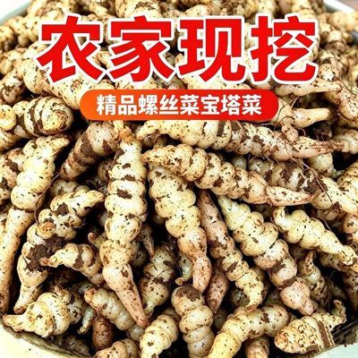 2026现挖地环宝塔菜新鲜螺丝菜地葫芦地蚕子地牯牛可泡菜咸菜酱菜
