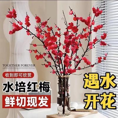 【遇水开花】新年装饰梅花枝遇水开花冬季室内水培梅干枝年宵花卉