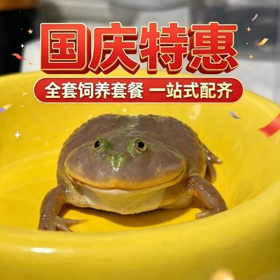宠物网红小丑蛙活体蛙招财蛙懒人可爱饲养办公室桌面宠物无毒活的