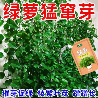 绿萝肥料专用肥盆栽生根发芽促生长防黄叶液体肥绿植浓缩型营养液