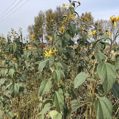东北野生洋姜新鲜姜不辣现挖紫皮咸菜地环红皮鬼子姜胰岛紫色发货