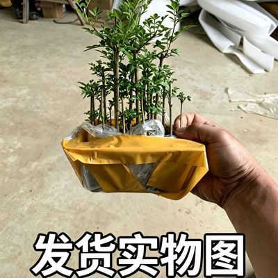 对节精品小丛林桌面新款老桩阳光小微清新简约创意罕见盆景白蜡耐