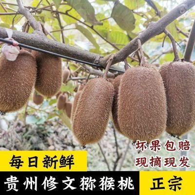 【自家果园】贵州修文猕猴桃特产猕猴桃贵长大果绿心水果孕妇水果