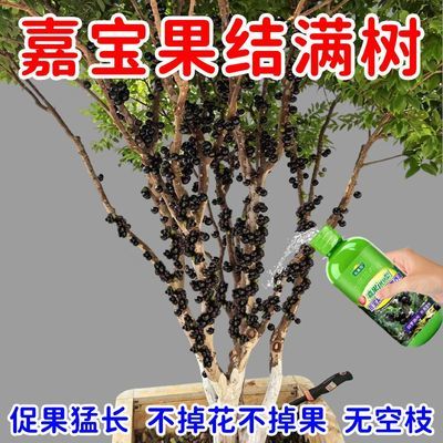 嘉宝果专用催花肥挂果催花坐果树葡萄果树珍宝果保花保果庭院农用