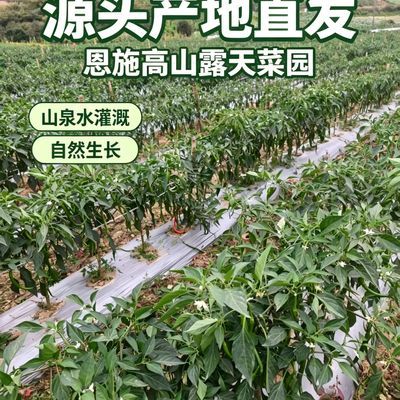 现摘辣椒新鲜青线椒现摘现发蔬菜二荆条新鲜辣椒农家香辛辣椒新鲜