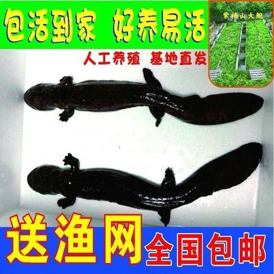 【娃娃鱼】淡水养殖渔场直发人工养殖娃娃鱼