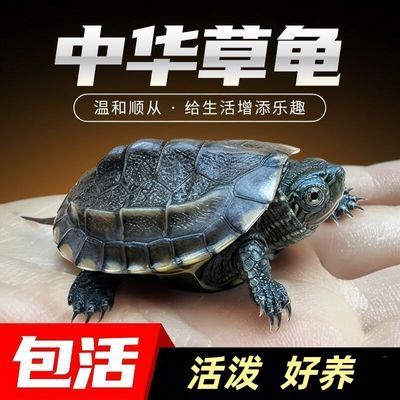 【2只装】外塘中华草龟墨龟活物长寿龟小乌龟活体金线龟活体草龟