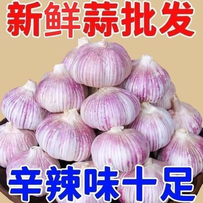 【新干蒜】5斤新干蒜特大果55mm紫白皮大蒜头9斤净蒜批发新鲜大蒜
