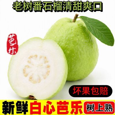 【正宗】广东老树白心芭乐番石榴珍珠果应季清爽脆甜低糖新鲜现发