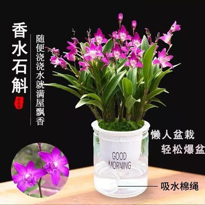 特价澳洲香水石斛懒人绿植兰花浓香水培花苞室内花卉盆栽好养花卉