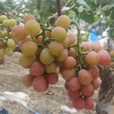 妮娜皇后自家果园直发粉加绿不全红自然成熟脆甜爽口新鲜整箱