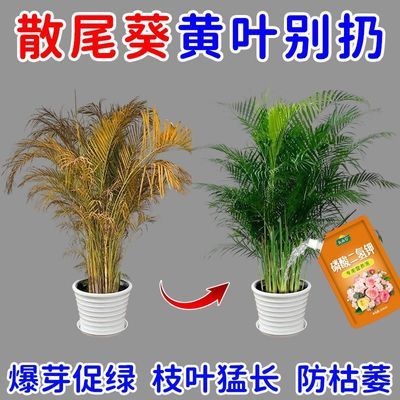 散尾葵营养液急救散尾葵叶子发黄叶斑病黑斑病干尖枯萎烂根专用肥